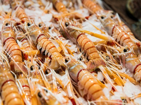 Scampi